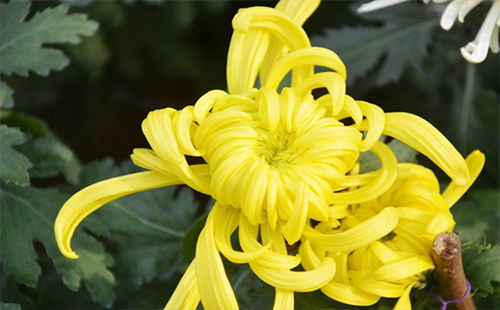 武漢植物園免費送優(yōu)質菊花苗 武漢植物園菊花苗在哪里領取