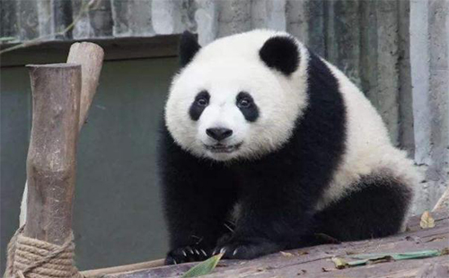 武漢動(dòng)物園中秋節(jié)門票多少錢+活動(dòng) 武漢植物園中秋節(jié)活動(dòng)