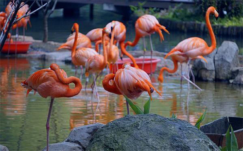 2019武漢動(dòng)物園國(guó)慶節(jié)活動(dòng)（時(shí)間及地點(diǎn)）