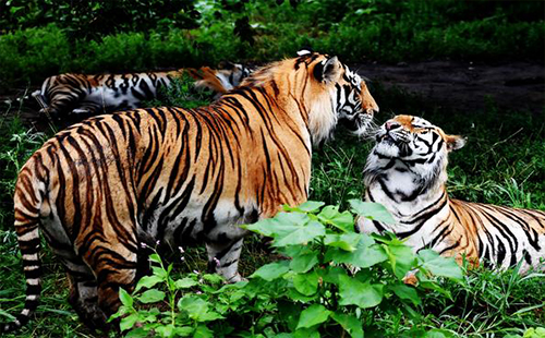 武漢野生動物王國在哪里 武漢野生動物王國動物種類及數(shù)量