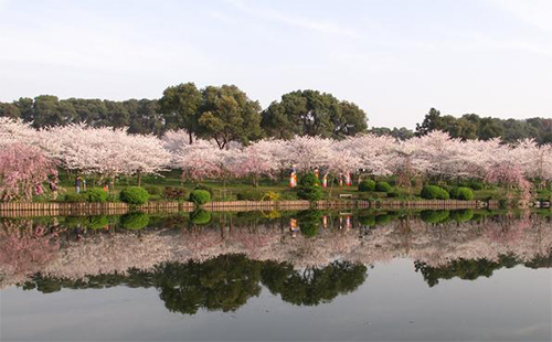 武漢東湖磨山風(fēng)景區(qū)國(guó)慶節(jié)活動(dòng) 金秋賞桂休閑游