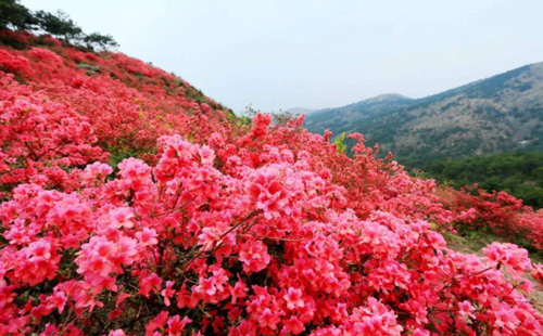 2021木蘭云霧山杜鵑花節(jié)時間是什么時候