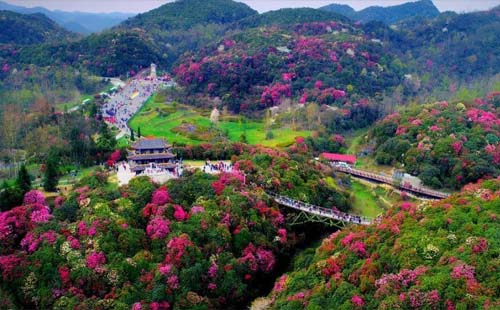 2021百里杜鵑 “花YOUNG年華”山地馬拉松賽前須知