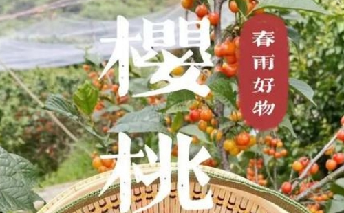 武漢櫻桃采摘園地點(diǎn)及最佳時(shí)間推薦2022