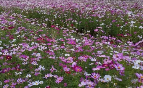 武漢江灣體育公園波斯菊花?；ㄆ诩拔恢?></a>
                       <p><em>武漢江灣體育公園波斯菊花海花期及位置</em></p>
                   </li>
                                       <li>
                       <a href=