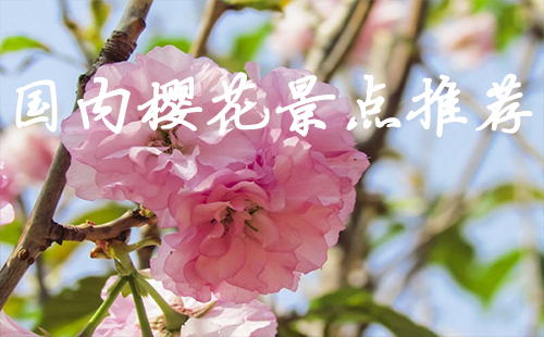 國(guó)內(nèi)櫻花景點(diǎn)推薦2019 國(guó)內(nèi)櫻花哪里最好看