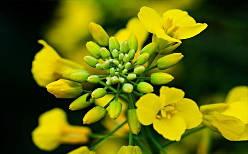 2019年荊門油菜花節(jié)時(shí)間、地點(diǎn)、路線