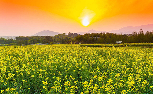 荊門油菜花節(jié)2019 荊門油菜花旅游節(jié)地點(diǎn)(開放時(shí)間)