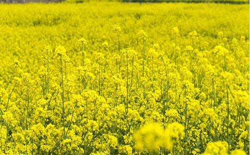 荊門油菜花節(jié)2019（時(shí)間+地點(diǎn)）