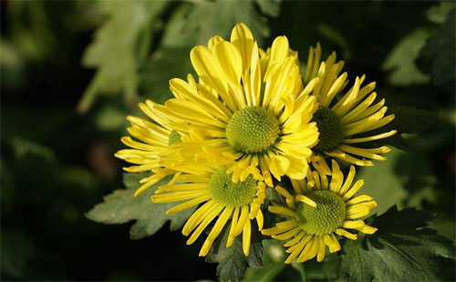 武漢植物園3000盆花卉免費送