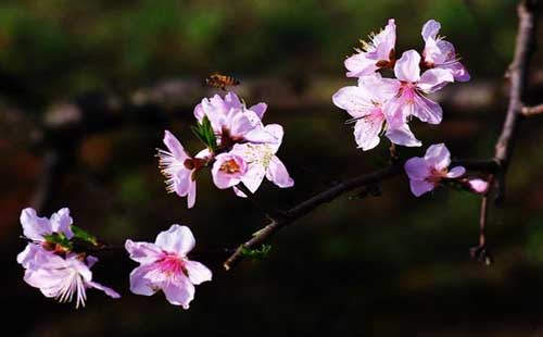 孝感卓爾小鎮(zhèn)桃花驛怎么樣（在哪里）