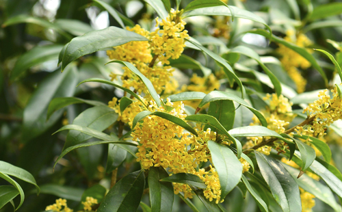 武漢九月去哪里賞花（桂花+菊花）