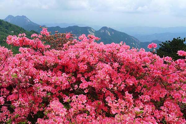 英山天馬寨怎么樣(地址+交通+開(kāi)放時(shí)間)