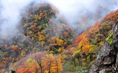 武漢到神農(nóng)架景區(qū)自駕游線路2019