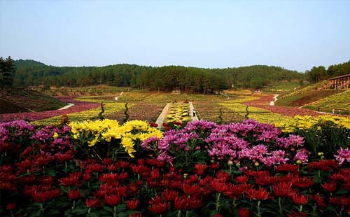 2019年麻城五腦山菊花展時(shí)間（在哪里+旅游路線）