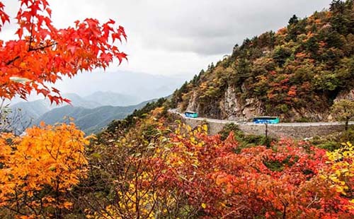 九路寨門票有優(yōu)惠政策嗎（10月21日至31日武漢市民免票）