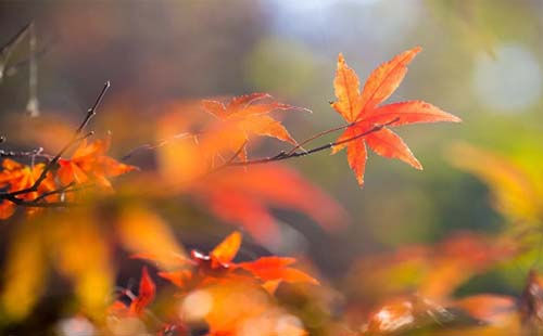 英山桃花沖第三屆紅葉節(jié)開幕 武漢到桃花沖怎么坐車