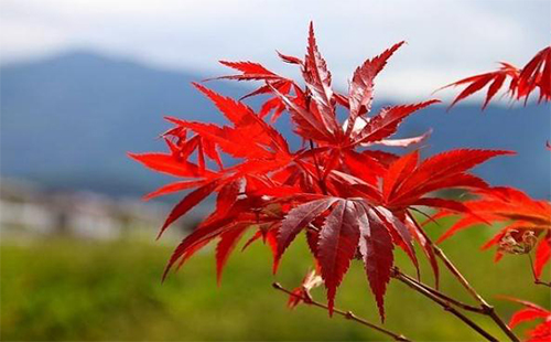 大別山紅葉最佳觀賞點(diǎn)及最佳觀賞時(shí)間 大別山森林公園自駕路線