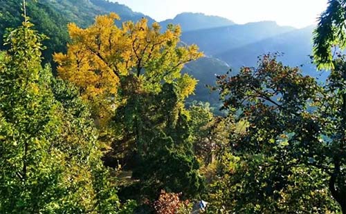 麻城龜峰山風(fēng)景區(qū)電話（含住宿預(yù)定電話）