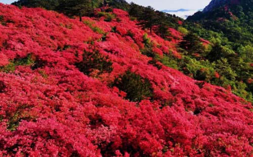 2020龜峰山杜鵑花什么時候開（交通指南+門票政策）