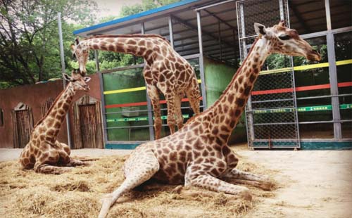 9月15日起荊州動(dòng)物園加入江漢旅游年卡