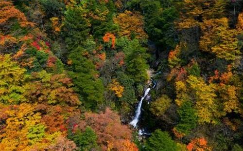 神農(nóng)架旅游年卡包含什么 10元神農(nóng)架旅游年卡怎么購買