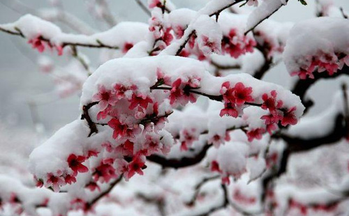 桃花雪是什么意思 下桃花雪的地方有哪些2021