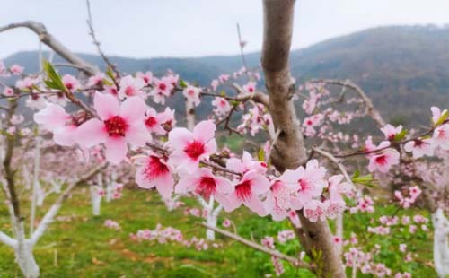 2021年遠(yuǎn)安首屆百花節(jié)本周六開幕