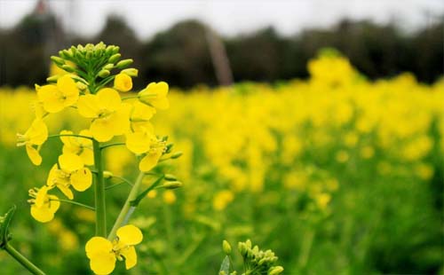 2021年湖北沙洋油菜花什么時候開