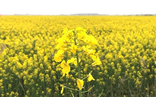 荊州油菜花海在哪里 荊州油菜花海景點(diǎn)推薦