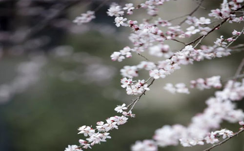 湖北杏花村在哪里 怎么去