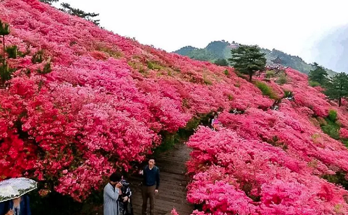 麻城哪里看杜鵑花 最佳觀賞期