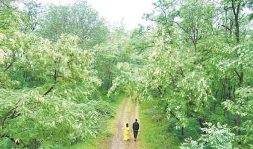 黃石春季賞花路線 黃石網(wǎng)紅打卡地