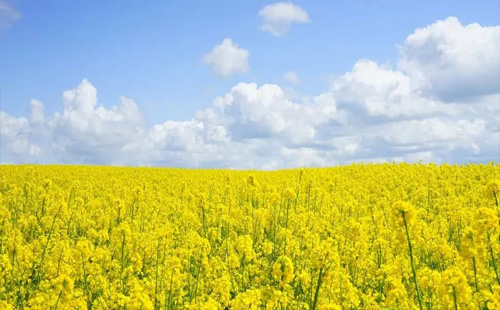 湖北油菜花哪兒最美_湖北油菜花景點一覽2022