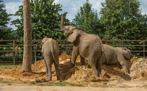 襄陽野生動物世界2022清明節(jié)有什么活動