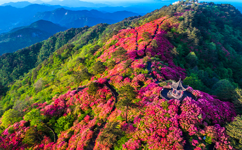 2024麻城杜鵑花幾月份開(最新花期預(yù)報(bào))