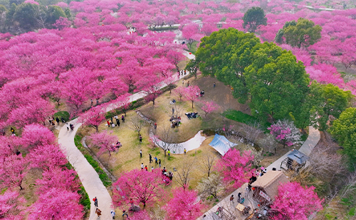 荊州恒榮梅園門票多少錢2025(門票價格+最佳觀賞時間)