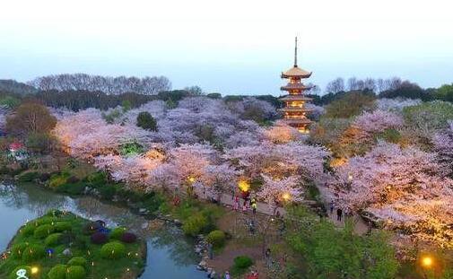 武漢市適合賞櫻花的地方推薦_地址_門票